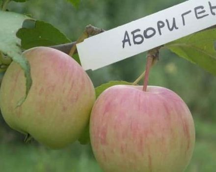 Description de la variété de pomme autochtone et principales caractéristiques de la culture, régions de culture