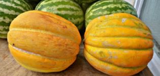 Description of the Ethiopka melon variety, cultivation features and yield