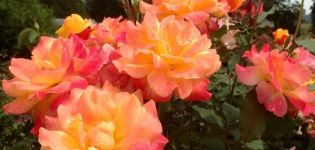 Description and rules for growing floribunda rose varieties Samba