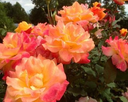 Description and rules for growing floribunda rose varieties Samba