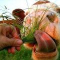 What grass can and cannot be eaten by cows that are grown for livestock feed