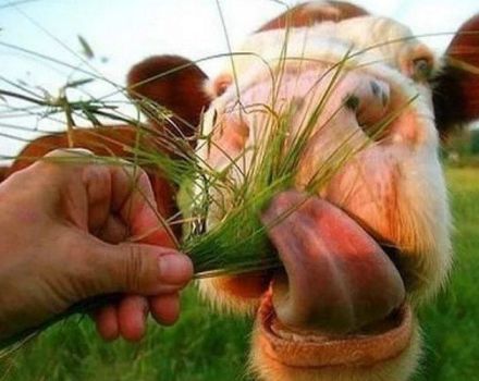 Quelle herbe peut et ne peut pas être mangée par les vaches qui sont cultivées pour l'alimentation du bétail