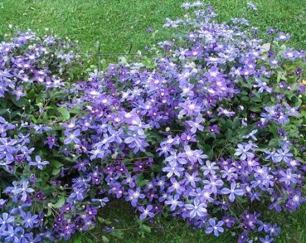 Descripción de la variedad Arabella clematis, tecnología de siembra y cuidado.