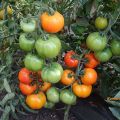 Caractéristiques et description des graines de tomates de l'auteur de l'éleveur Myazina