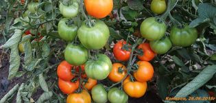 Caractéristiques et description des graines de tomates de l'auteur de l'éleveur Myazina