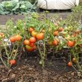 Description et caractéristiques de la variété de jeunes tomates du Nord