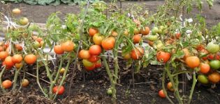 Description et caractéristiques de la variété de jeunes tomates du Nord