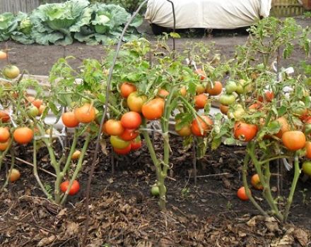 Description and characteristics of the Northern baby tomato variety