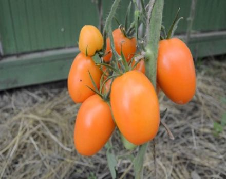 Características y descripción de la variedad de tomate Chukhloma, su rendimiento.