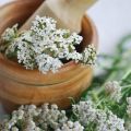 Useful properties and contraindications to the use of yarrow