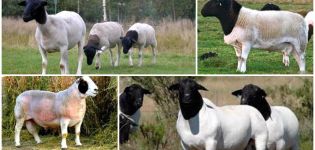 Description and characteristics of dorper sheep, features of their maintenance