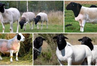 Description et caractéristiques des moutons dorper, caractéristiques de leur entretien