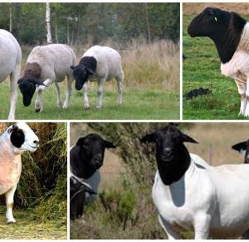 Description et caractéristiques des moutons dorper, caractéristiques de leur entretien