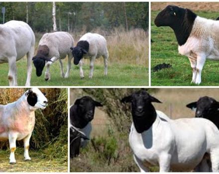 Description and characteristics of dorper sheep, features of their maintenance