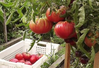 Varieti tomato berbuah besar yang terbaik, manis dan produktif