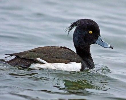 Why ducks swim on water and what helps them not get wet, especially birds