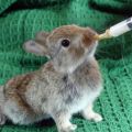 What can and can not be fed to rabbits, the rules of artificial feeding