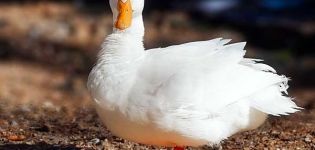 Description et caractéristiques des canards de la race française CT5, élevage et soins