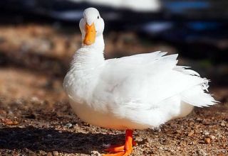 Description and characteristics of ducks of the French breed CT5, raising and care