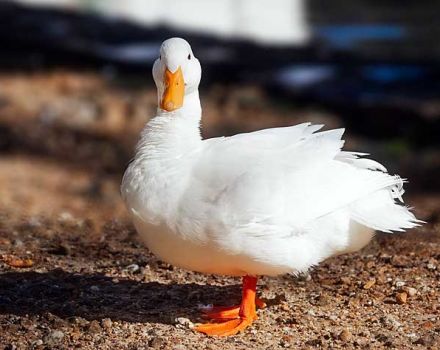 Description et caractéristiques des canards de la race française CT5, élevage et soins