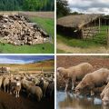 Types and drawings of sheep pens, how to do it yourself at home