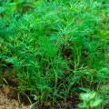 Les meilleures variétés d'aneth sans parapluies pour les légumes verts avec des noms