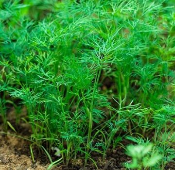 Les meilleures variétés d'aneth sans parapluies pour les légumes verts avec des noms