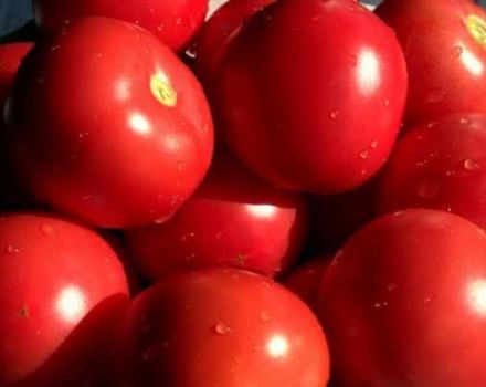 Caractéristiques et description de la variété de tomate Bagheera, son rendement