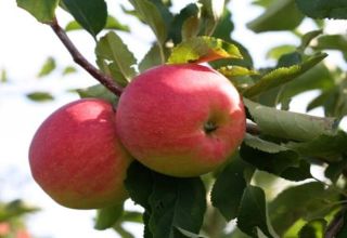 Characteristics, description and regions of growing apple trees of the Snezhny Kalvil variety