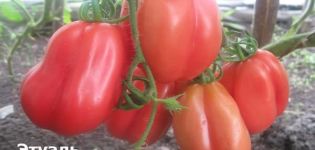 Beschreibung der Tomatensorte Etual und ihrer Eigenschaften und Erträge