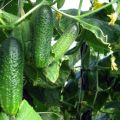 Growing cucumbers in open ground and in a greenhouse for the Krasnodar Territory, the best varieties