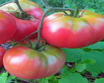 Descripción de la variedad de tomate Patata frambuesa y sus características