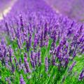 Plantar y cuidar lavanda al aire libre, podar y preparar para el invierno