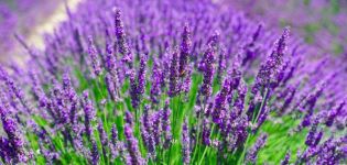 Plantar y cuidar lavanda al aire libre, podar y preparar para el invierno