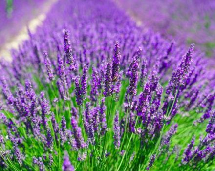 Menanam dan merawat lavender di luar rumah, memotong dan menyiapkan musim sejuk