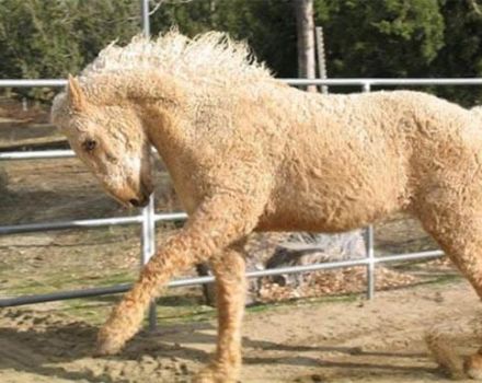 Description et caractéristiques des races de chevaux d'équitation américaines les plus populaires