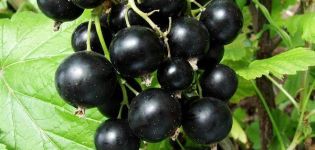 Description and characteristics of the Venus currant variety, cultivation and care