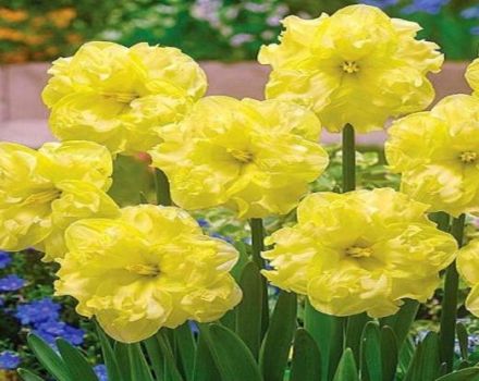 Description and characteristics of the Sunny Side Up narcissus, planting and care rules