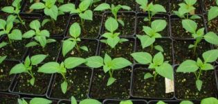 How can you distinguish hot pepper seedlings from sweet ones, care and cultivation at home