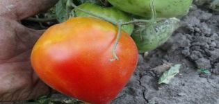 Descripción de la variedad de tomate Fater Rein, sus características y rendimiento