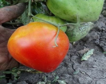 Description de la variété de tomate Fater Rein, ses caractéristiques et son rendement