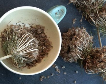 Comment faire pousser soi-même des graines de carottes à la maison