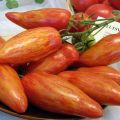 Description of the tomato variety Madness Kasadi, its characteristics and yield