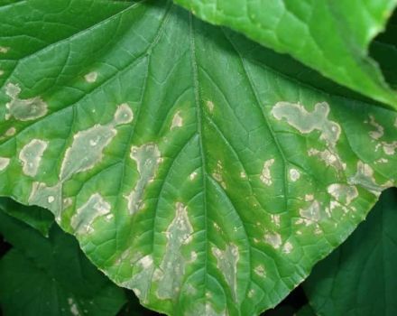 Pourquoi les feuilles des concombres de balcon sèchent-elles et prennent-elles des taches jaunes, que faire