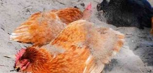 Cara menghilangkan kutu dari ayam dengan ubat-ubatan rakyat dan persediaan, peraturan pemprosesan