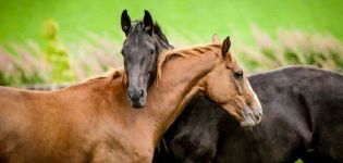 Types de passages à cheval et règles de base