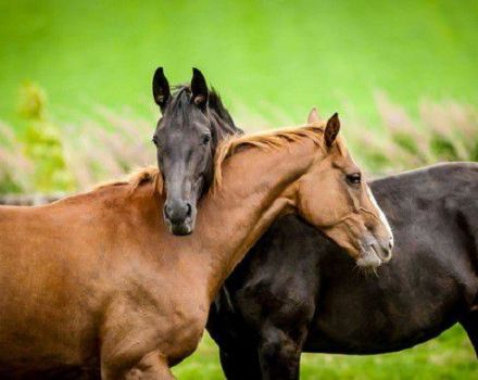 Types of horse crossings and basic rules