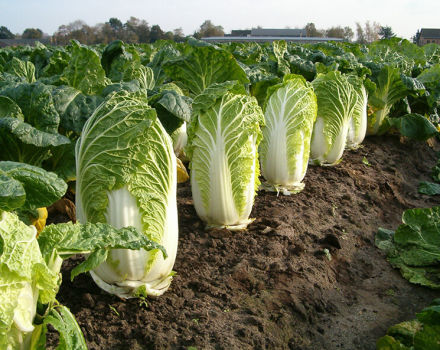 Cultivo y cuidado de la col china en campo abierto en el jardín