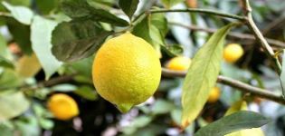 Description of Novogruzinsky lemon, planting and care rules at home