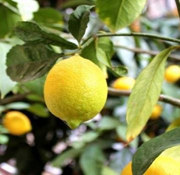 Description du citron Novogruzinsky, règles de plantation et d'entretien à la maison